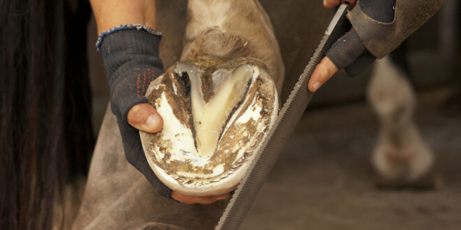 Hoof care